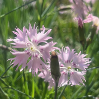 Dianthus tianshanicus (kuschakewiczii)